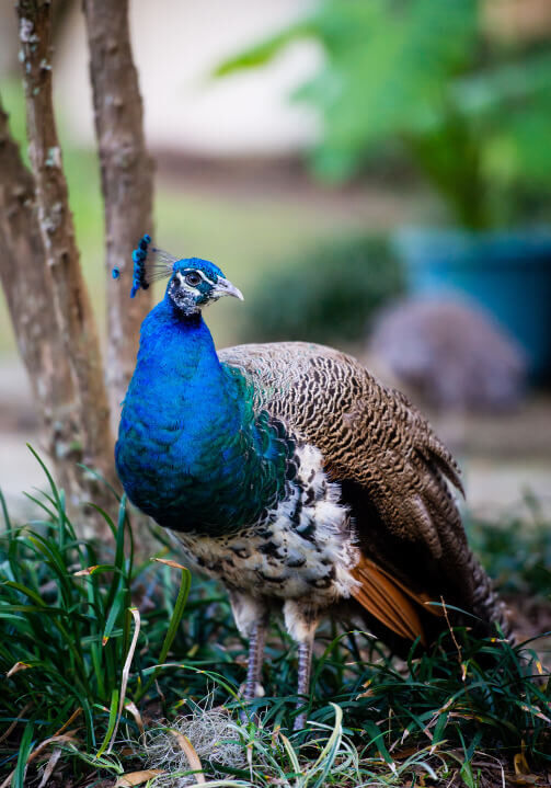 Peacock in Amelia Island, Florida Courtesy of Pam Bell Photography